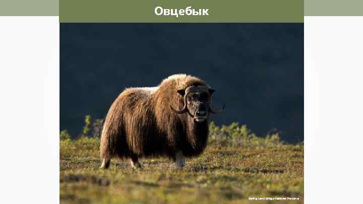 Овцебык Bering Land Bridge National Preserve 