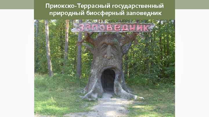 Приокско-Террасный государственный природный биосферный заповедник 