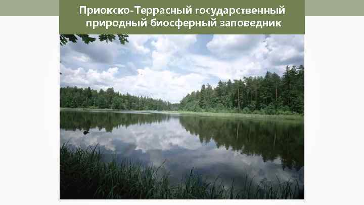 Приокско-Террасный государственный природный биосферный заповедник 