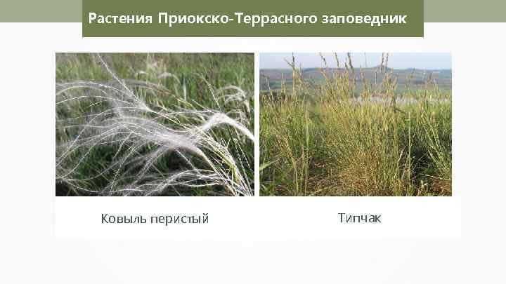 Растения Приокско-Террасного заповедник Ковыль перистый Типчак 