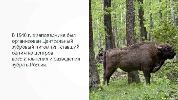 В 1948 г. в заповеднике был организован Центральный зубровый питомник, ставший одним из центров