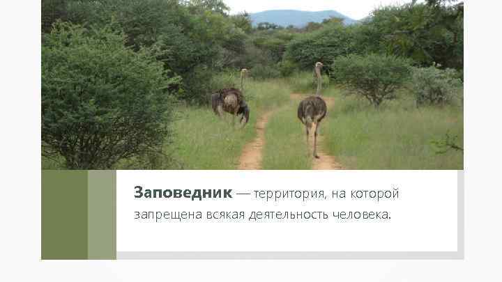Заповедник — территория, на которой запрещена всякая деятельность человека. 