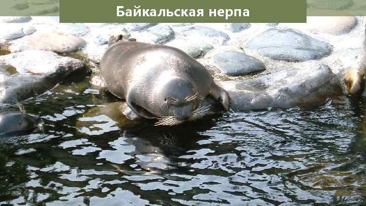 Байкальская нерпа 
