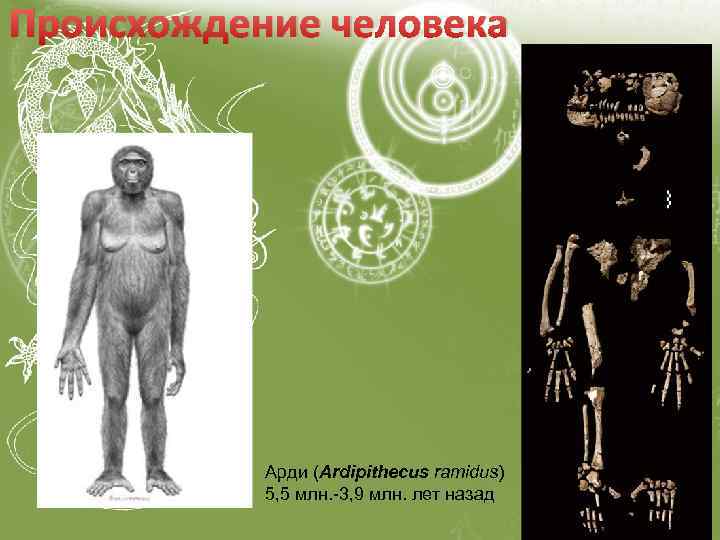 Происхождение человека Арди (Ardipithecus ramidus) 5, 5 млн. -3, 9 млн. лет назад 