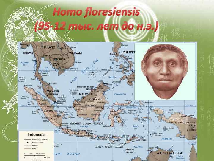 Homo floresiensis (95 -12 тыс. лет до н. э. ) 