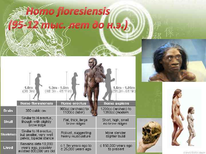 Homo floresiensis (95 -12 тыс. лет до н. э. ) 