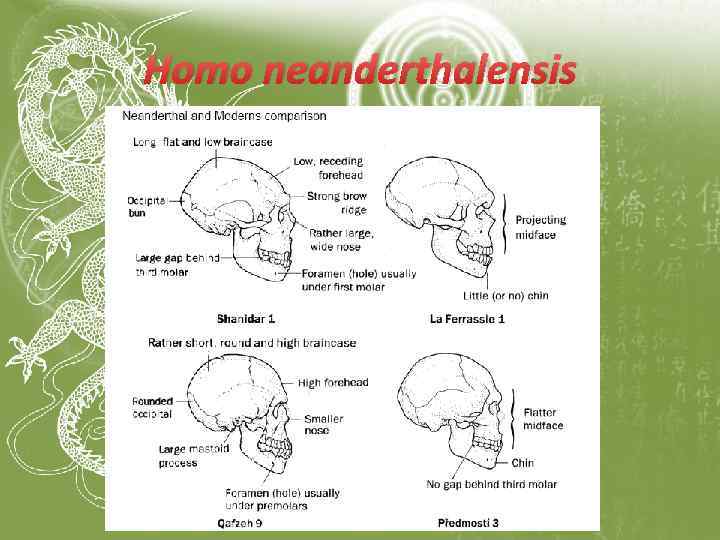 Homo neanderthalensis 