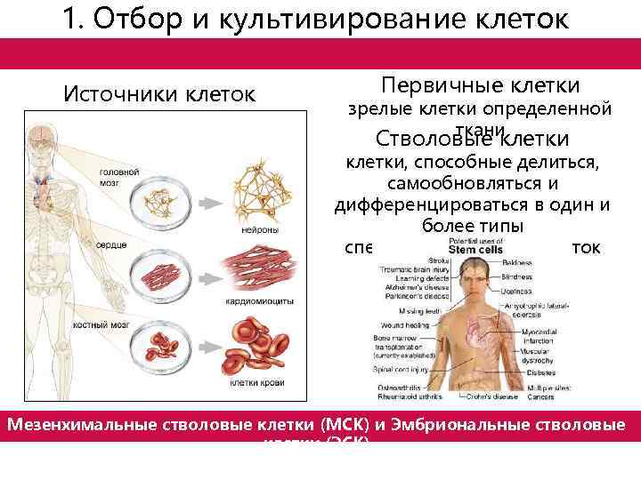 1. Отбор и культивирование клеток Источники клеток Первичные клетки зрелые клетки определенной ткани Стволовые