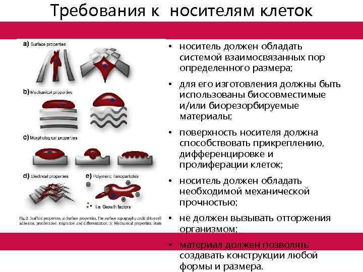 Требования к носителям клеток • носитель должен обладать системой взаимосвязанных пор определенного размера; •