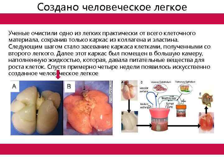 Создано человеческое легкое Ученые очистили одно из легких практически от всего клеточного материала, сохранив