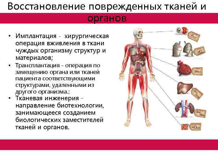 Поврежденных тканей