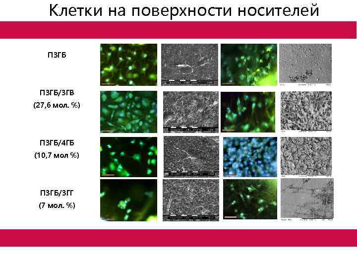 Клетки на поверхности носителей П 3 ГБ/3 ГВ (27, 6 мол. %) П 3