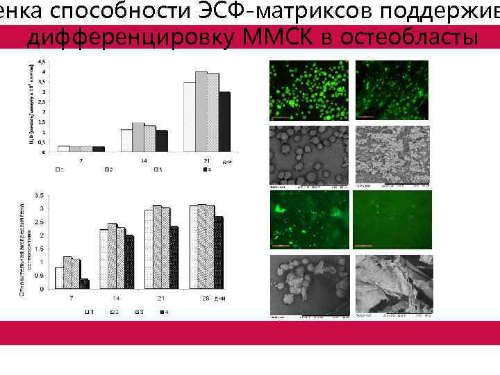 енка способности ЭСФ-матриксов поддержив дифференцировку ММСК в остеобласты 