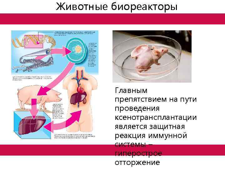 Животные биореакторы Главным препятствием на пути проведения ксенотрансплантации является защитная реакция иммунной системы –