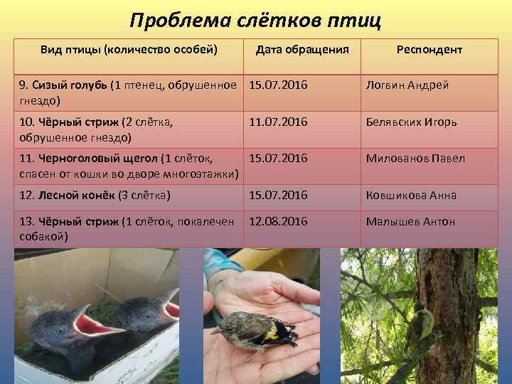 Проблема слётков птиц Вид птицы (количество особей) Дата обращения Респондент 9. Сизый голубь (1