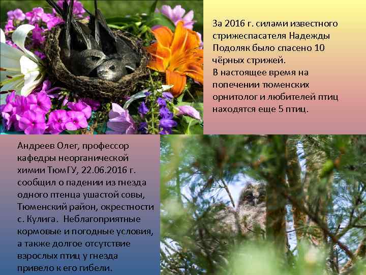 За 2016 г. силами известного стрижеспасателя Надежды Подоляк было спасено 10 чёрных стрижей. В