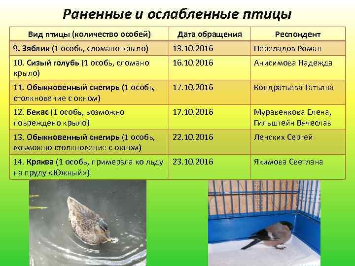 Раненные и ослабленные птицы Вид птицы (количество особей) Дата обращения Респондент 9. Зяблик (1