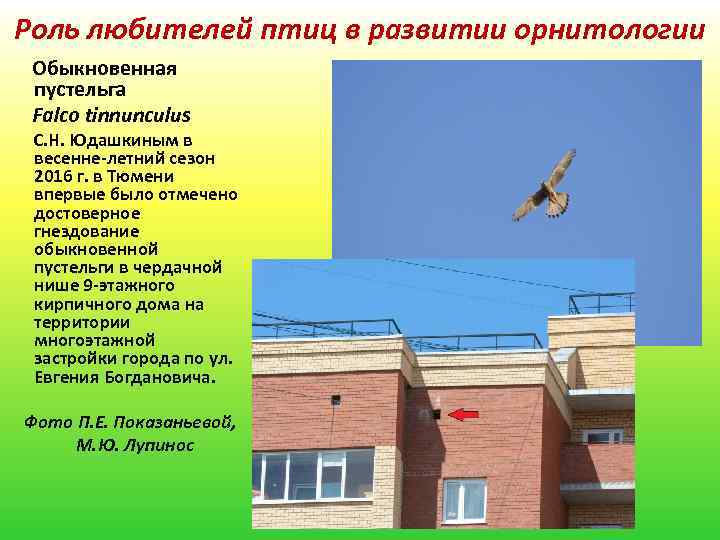 Роль любителей птиц в развитии орнитологии Обыкновенная пустельга Falco tinnunculus С. Н. Юдашкиным в