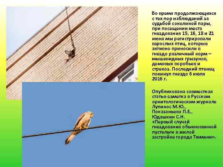 Во время продолжающихся с тех пор наблюдений за судьбой соколиной пары, при посещении места