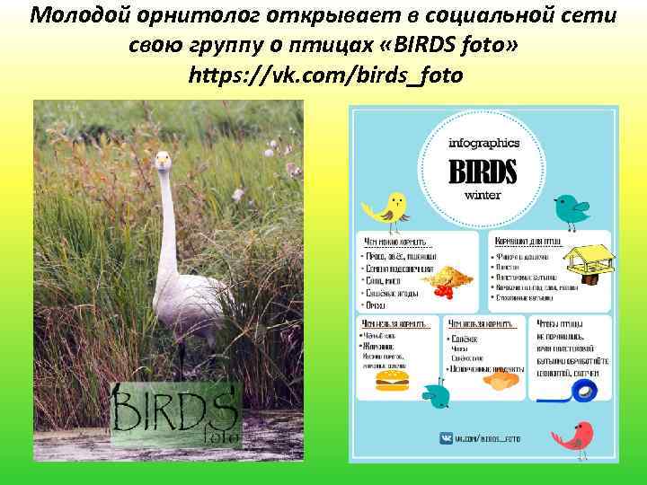 Молодой орнитолог открывает в социальной сети свою группу о птицах «BIRDS foto» https: //vk.