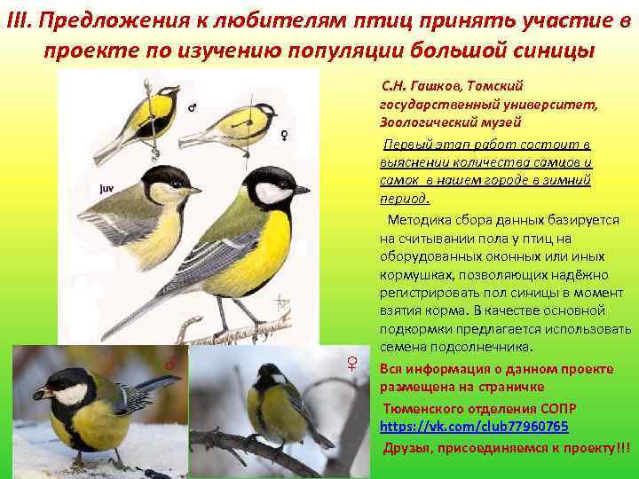 III. Предложения к любителям птиц принять участие в проекте по изучению популяции большой синицы