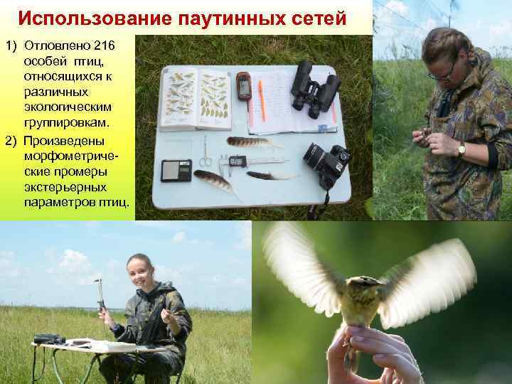 Использование паутинных сетей 1) Отловлено 216 особей птиц, относящихся к различных экологическим группировкам. 2)