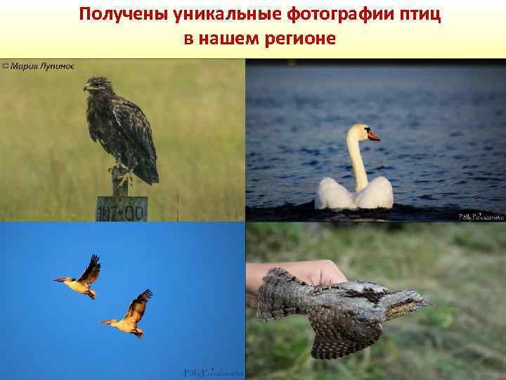 Получены уникальные фотографии птиц в нашем регионе 