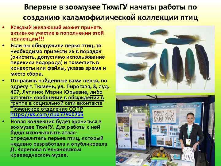 Впервые в зоомузее Тюм. ГУ начаты работы по созданию каламофилической коллекции птиц • •