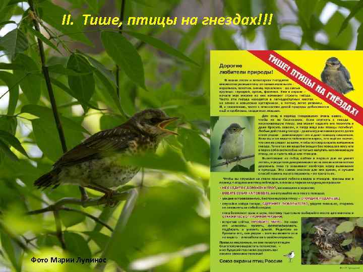 II. Тише, птицы на гнездах!!! Фото Марии Лупинос 