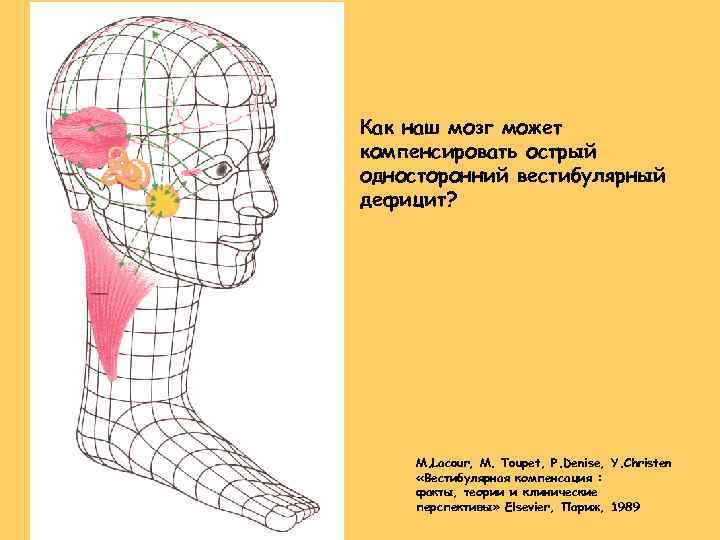 Как наш мозг может компенсировать острый односторонний вестибулярный дефицит? M. Lacour, M. Toupet, P.