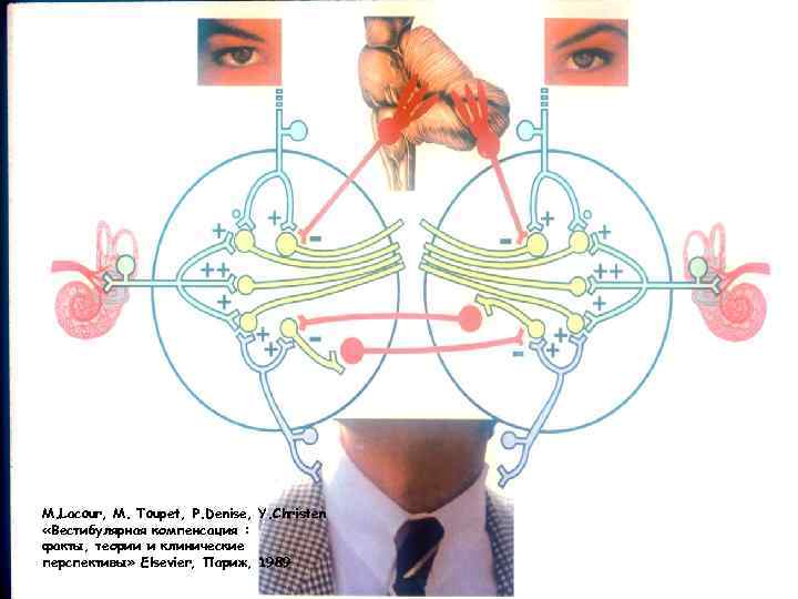 M. Lacour, M. Toupet, P. Denise, Y. Christen «Вестибулярная компенсация : факты, теории и