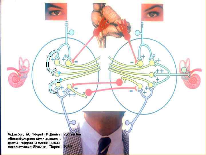 + + M. Lacour, M. Toupet, P. Denise, Y. Christen «Вестибулярная компенсация : факты,