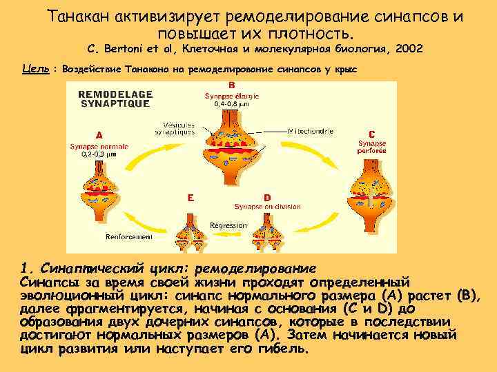 Танакан активизирует ремоделирование синапсов и повышает их плотность. C. Bertoni et al, Клеточная и