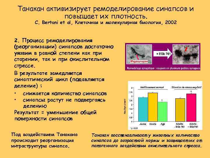 Танакан активизирует ремоделирование синапсов и повышает их плотность. C. Bertoni et al, Клеточная и