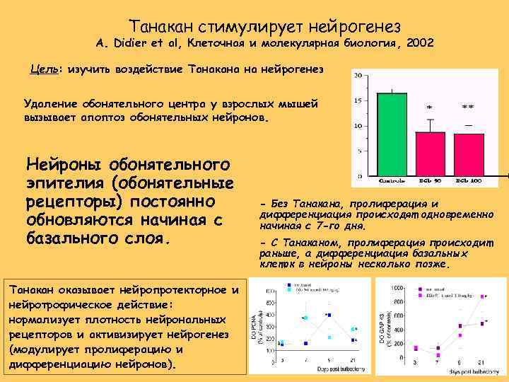 Танакан стимулирует нейрогенез A. Didier et al, Клеточная и молекулярная биология, 2002 Цель: изучить