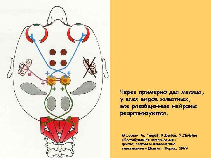 Через примерно два месяца, у всех видов животных, все разобщенные нейроны реорганизуются. M. Lacour,