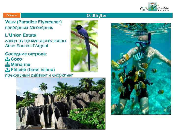 Сейшелы Veuv (Paradise Flycatcher) природный заповедник L’Union Estate завод по производству копры Anse Source