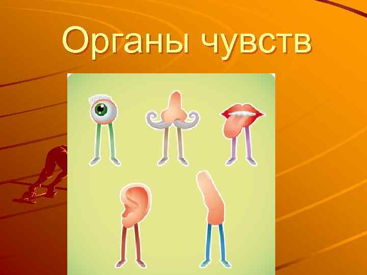 Органы чувств 