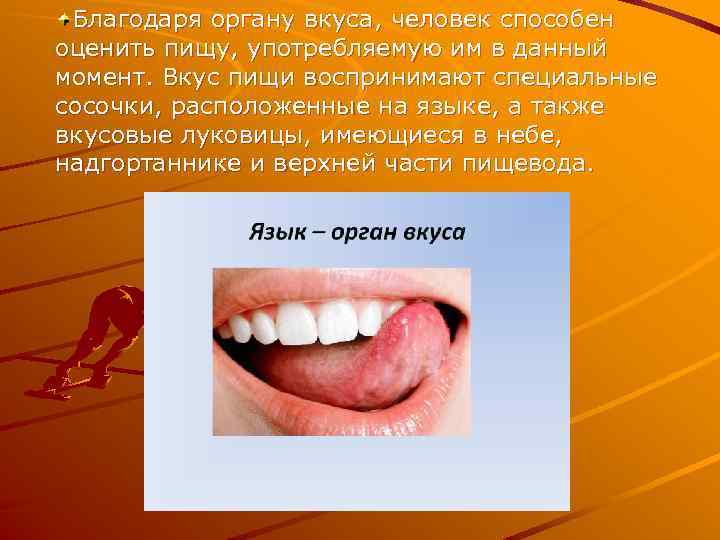 Благодаря органу вкуса, человек способен оценить пищу, употребляемую им в данный момент. Вкус пищи