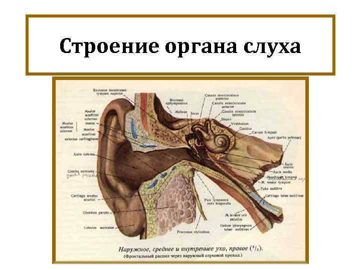 Внутреннее ухо орган слуха состоит. Орган слуха внутреннее ухо анатомия. Орган слуха анатомия уха строение. Строение внутреннего уха орган слуха. Строение органа слуха и равновесия анатомия.