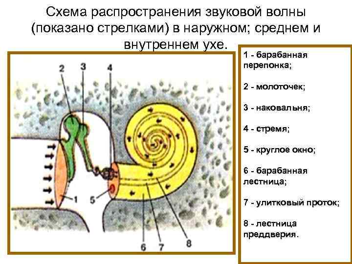 Установите последовательность передачи звуковой волны