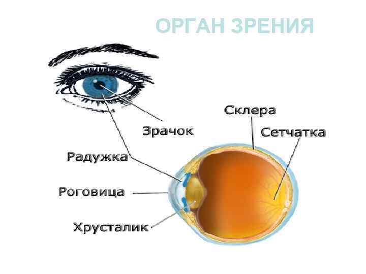 ОРГАН ЗРЕНИЯ 