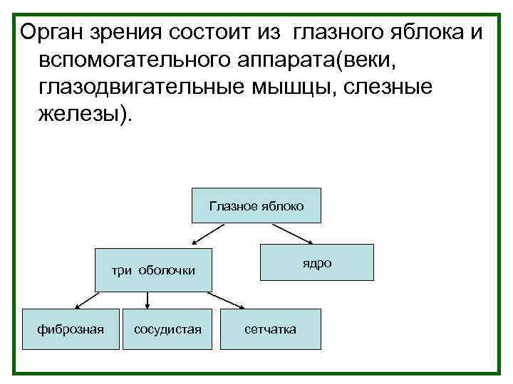 Орган зрения состоит из глазного яблока и вспомогательного аппарата(веки, глазодвигательные мышцы, слезные железы). Глазное