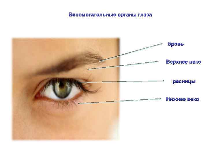 Вспомогательные органы глаза бровь Верхнее веко ресницы Нижнее веко 