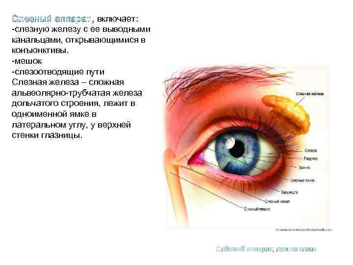 Функции слезной железы глаза. Мунтжаки слезные железы. Слезные железы конъюнктивы анатомия. Строение глаза слезная железа. Строение слезных органов.