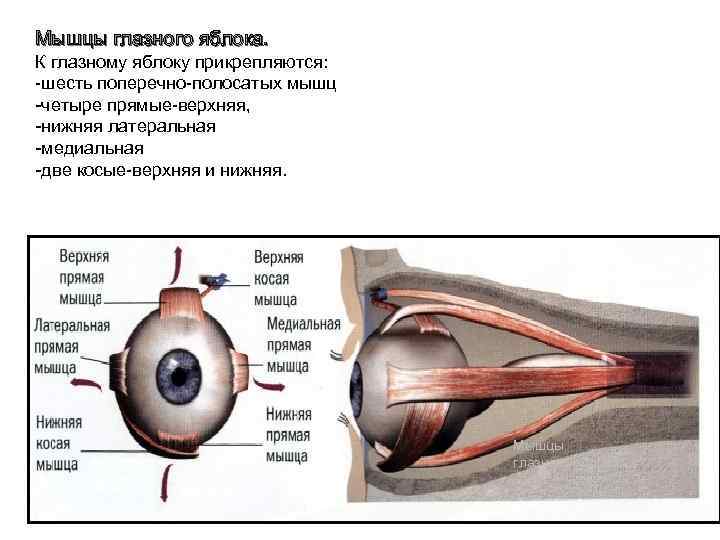 Мышцы иннервирующие глазное яблоко