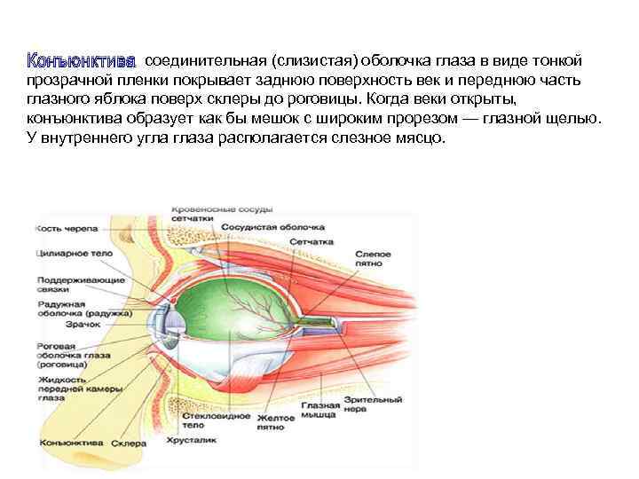 Конъюнктива соединительная (слизистая) оболочка глаза в виде тонкой прозрачной пленки покрывает заднюю поверхность век