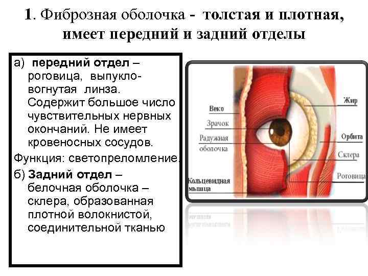 1. Фиброзная оболочка - толстая и плотная, имеет передний и задний отделы а) передний