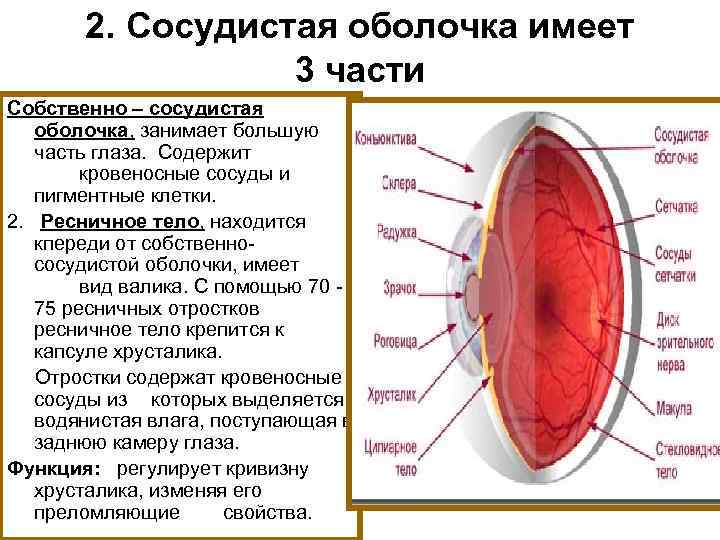 2. Сосудистая оболочка имеет 3 части Собственно – сосудистая оболочка, занимает большую часть глаза.