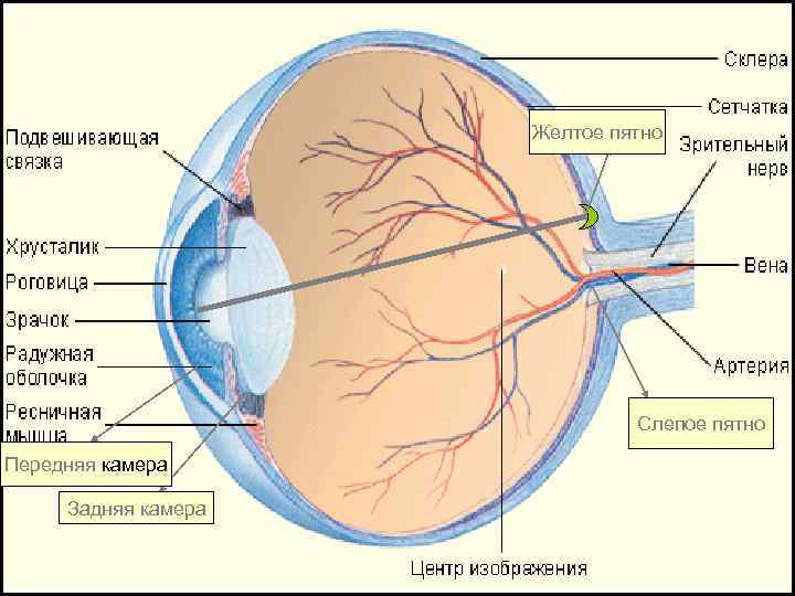 Желтое пятно Слепое пятно Передняя камера Задняя камера 